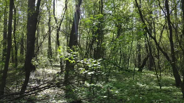 Green Forest During the Day Aerial View