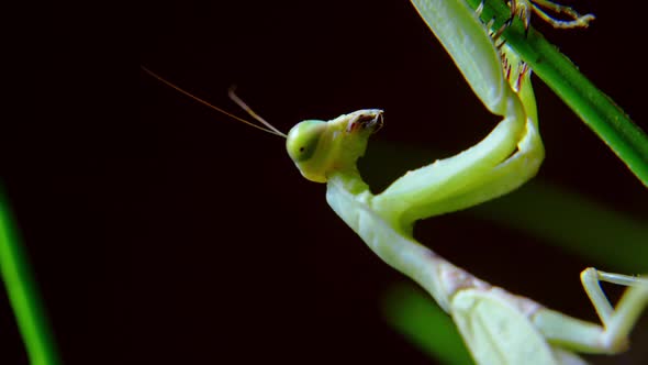 A Female Praying Mantis During a Night Hunt a Soft Closeup Shot of a Vietnamese Praying Mantis