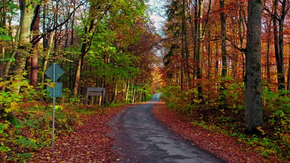 Asphalt road through forest in autumn. Transport in autumn