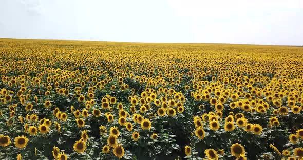 Field of Blooming Sunflowers on a Background Sunset