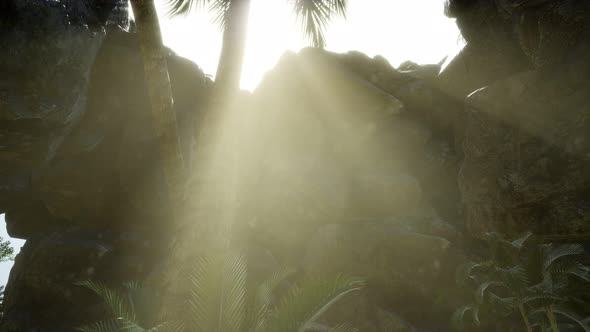 Big Palms in Stone Cave with Rays of Sunlight