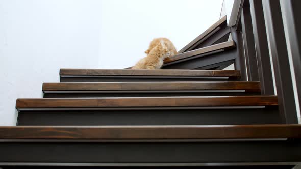 Two Ginger Kittens are Running Going Down the Stairs in Slow Motion