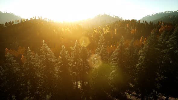 Aerial Drone View Flight Over Pine Tree Forest in Mountain at Sunset