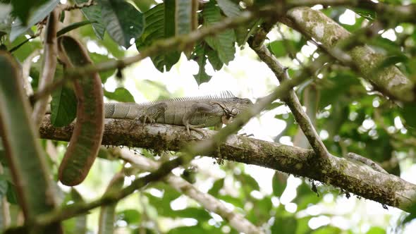 Wildlife Slow Motion of Green Iguana Lizard in Rainforest in Costa Rica, Climbing and Walking in a T