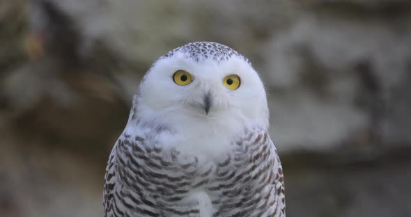 Snowy Owl Bubo Scandiacus Is a Large White Owl of the True Owl Family