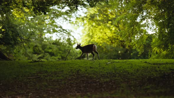 Young Deer Walking In Lush Green Forest
