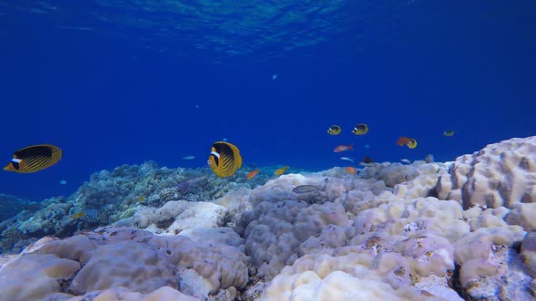 Beautiful Tropical Coral Garden