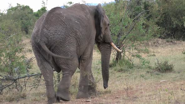 African Elephant walking 