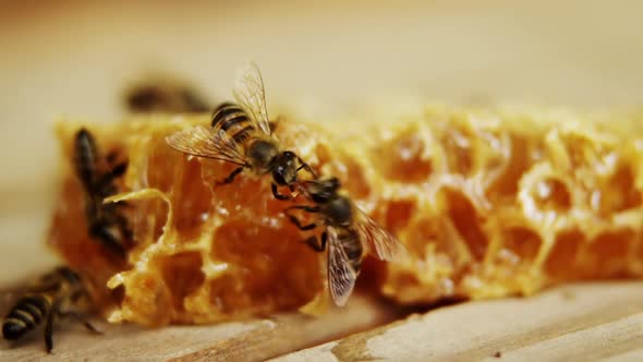 Bees on a piece of fresh honeycomb