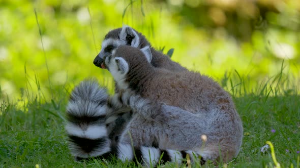 Close up shot of cute lemur catta family resting on green grass field during sunny day - Kids runnin