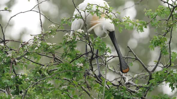 Spoonbill use long flat beak to pick tree top branch to use in nest - full shot