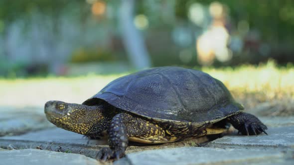 Adult Turtle