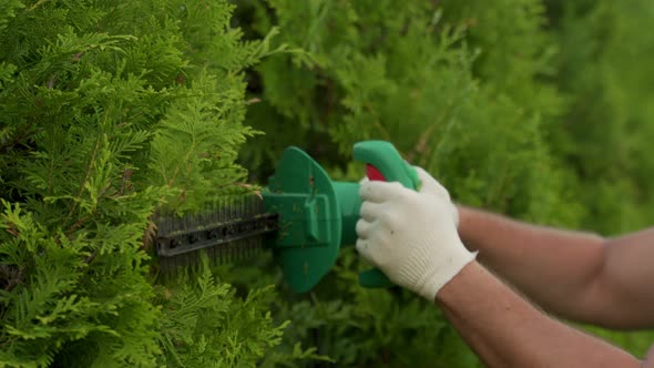 Coniferous Trees are Trimmed with an Electric Hedge Trimmer to Fit the Shape