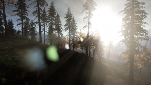 Sun Beams Through Trees alt