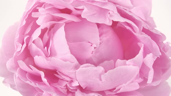 Beautiful Pink Blooming Peony Flower Open on White Background