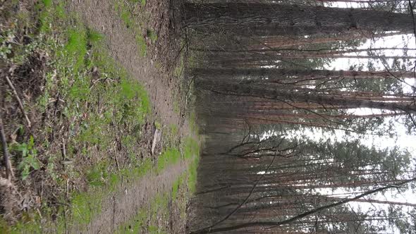 Vertical Video of a Road in the Forest Slow Motion