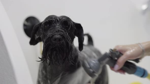 Dog in the Bathroom Washing Do. The Girl Bathes the Cute Pet in the Bathroom