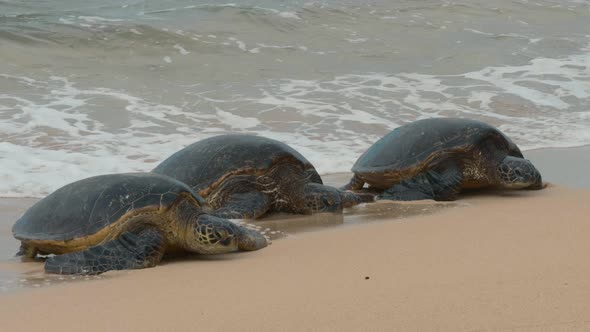 Turtles on the Beach