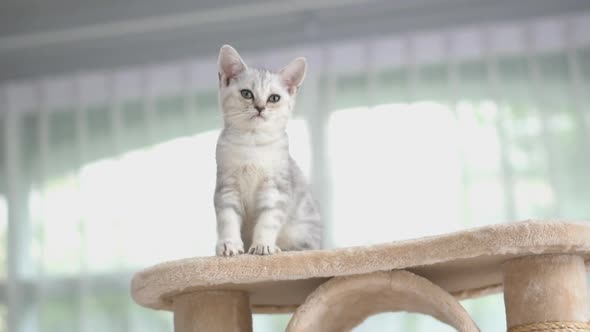 Cute American Short Hair Kitten Playing On Cat Tower 
