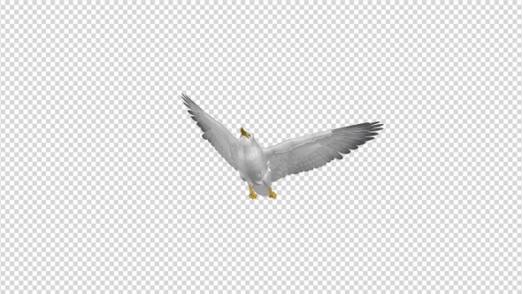 Sea Gull - Flying Transition IV - 4K