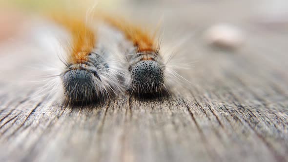 Extreme macro close up and extreme slow motion of two Western Tent Caterpillar’s as the wind hits it