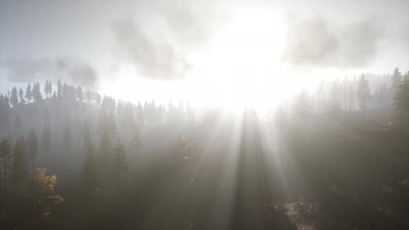 Sun Beams Through Trees