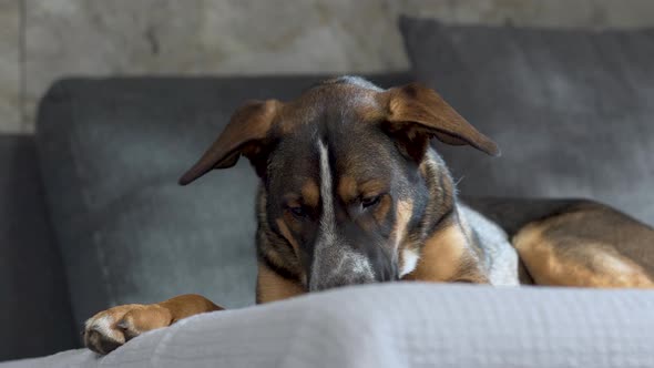 Large crossbred dog lying on grey sofa and munching dog food, close up.