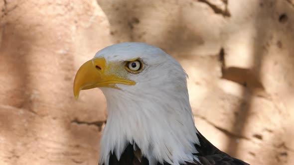 Bald Eagle Closeup