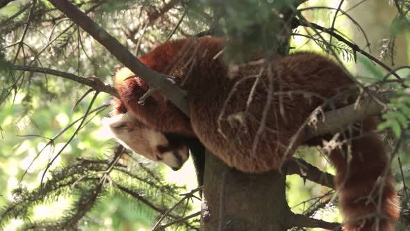 Red Panda Sleep in Forest