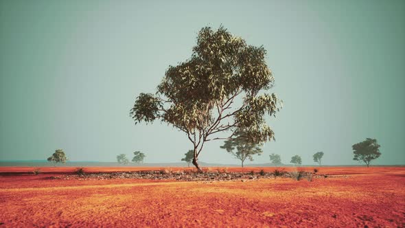 Dry African Savannah with Trees