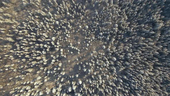 Top down aerial view of snow covered evergreen pine forest after heavy snowfall in winter