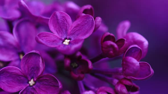 Blooming Lilac Bush