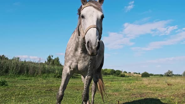 Funny Gray Horse Looking in Camera Against Blue Sky in Green Meadow Slow Motion