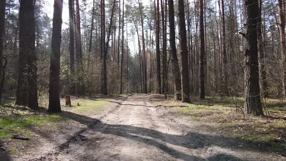 Aerial View of the Road Inside the Forest