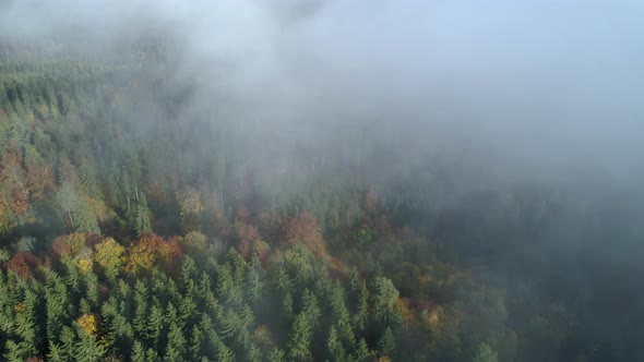 Aerial view of forest through fog, autumn, Black Forest, Germany