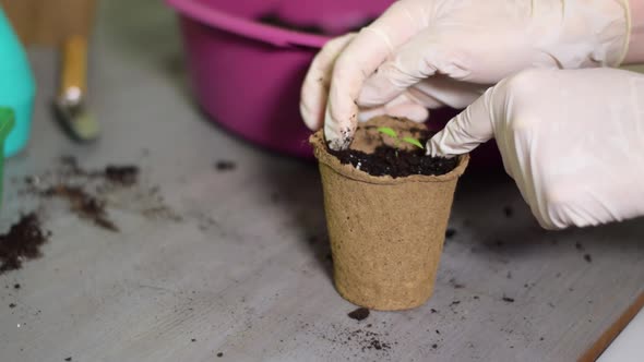 Planting tomato plant seedling into the peat pot