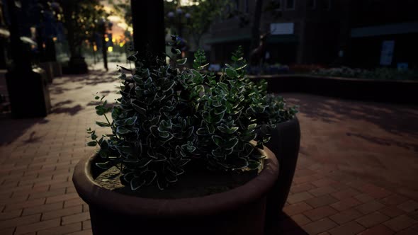 Decorative Pots with Plants on the Sidewalk