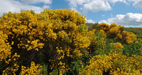 The national park of Cevennes, col de niel, Mont Lozere, France