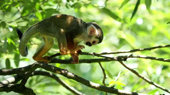 Common squirrel monkey (Saimiri sciureus) on tree in the nature. Wildlife animals.