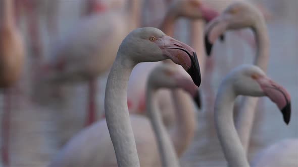 Greater Flamingos, Phoenicopterus roseus,Pont De Gau,Camargue, France