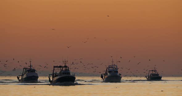 fishing boat coming back to the harbour at sunset, France