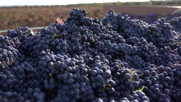 Abundance of ripe grapes in vineyard under sky