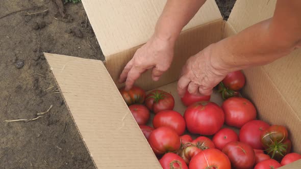 Woman Puts Red Ripe Tomatoes in a Cardboard Box