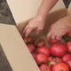 Woman Puts Red Ripe Tomatoes in a Cardboard Box - VideoHive Item for Sale