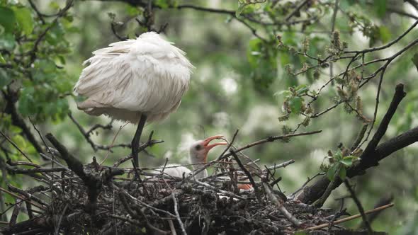 Young Spoonbill chick playing with stick in nest by sleeping parent - full shot