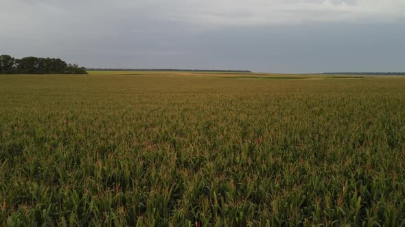 Flight Over a Corn Field Drone in Cloudy Weather