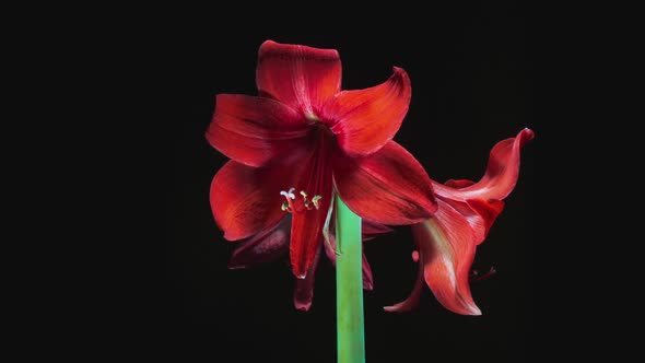 Red Hippeastrum Opens Flowers in Time Lapse on a Black Background