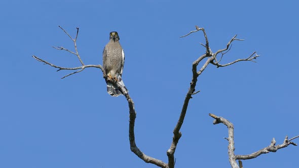 An Eagle High in A Tree in Udawalawe National Park 