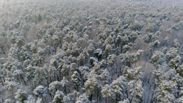 Top View Frozen Forest