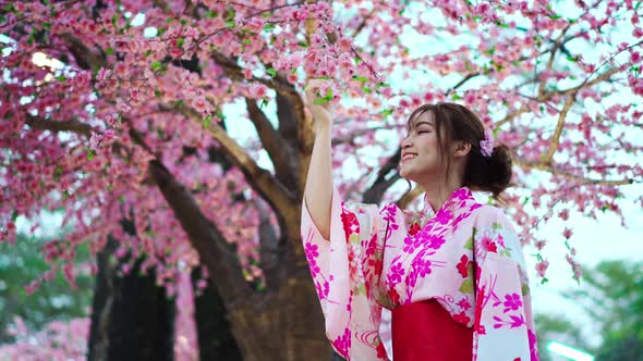 woman in yukata (kimono dress) looking sakura flower or cherry blossom blooming in the garden